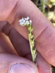 Plagiobothrys bracteatus