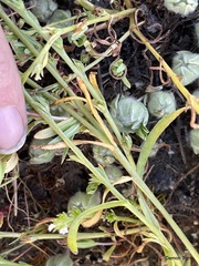 Plagiobothrys bracteatus