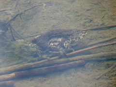 Bufotes viridis