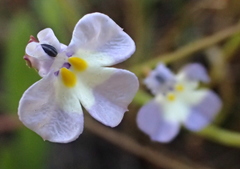 Downingia ornatissima