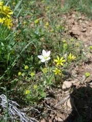 Holosteum glutinosum