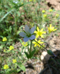Holosteum glutinosum