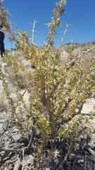 Tetradymia nuttallii