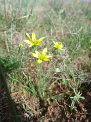 Gagea bulbifera