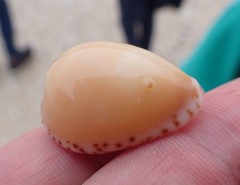 Notocypraea angustata