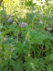 Geranium phaeum lividum