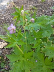 Geranium phaeum lividum
