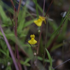 Utricularia bifida