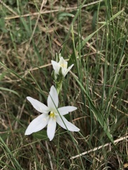 Ornithogalum navaschinii
