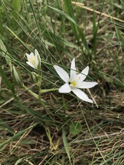 Ornithogalum navaschinii