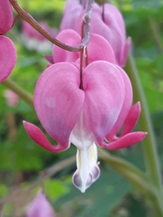 Lamprocapnos spectabilis