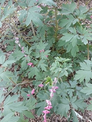 Lamprocapnos spectabilis