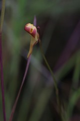 Utricularia chrysantha