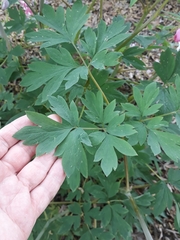 Lamprocapnos spectabilis