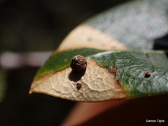 Dryocosmus minusculus