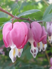 Lamprocapnos spectabilis