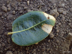 Dryocosmus minusculus