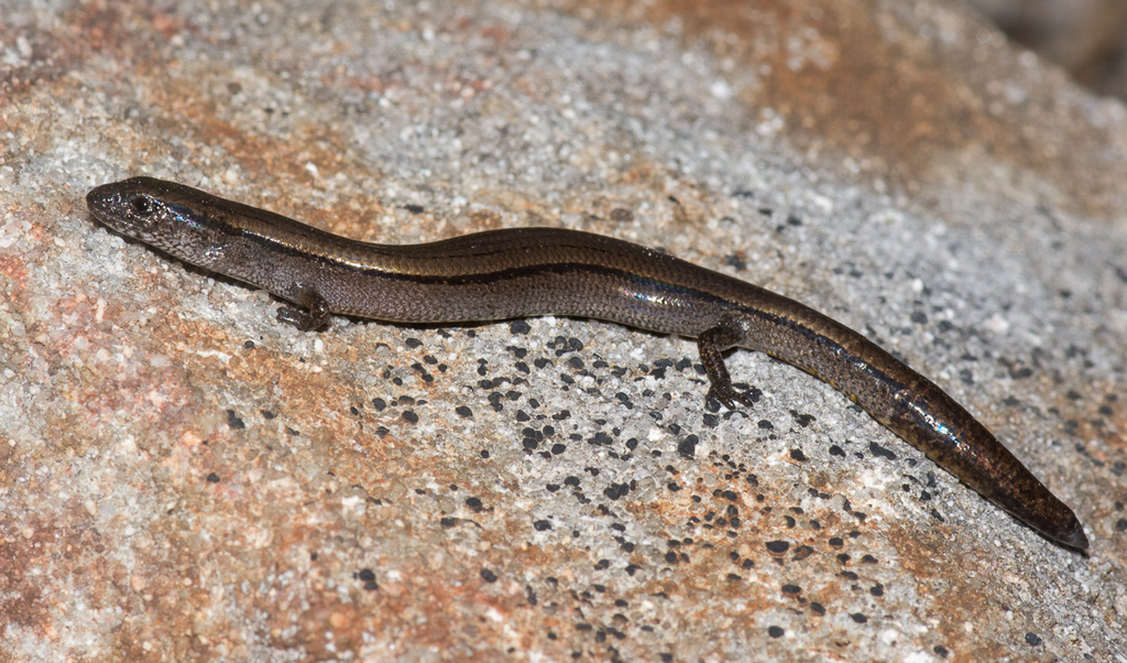 Three-toed Earless Skink from Anstey Hill Recreation Park SA 5091 ...