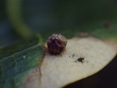 Dryocosmus minusculus