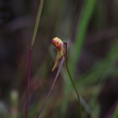 Utricularia chrysantha