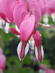Lamprocapnos spectabilis