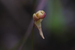 Utricularia chrysantha