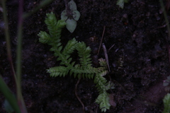 Selaginella ciliaris