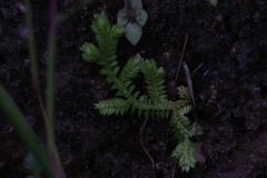 Selaginella ciliaris