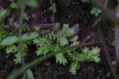 Selaginella ciliaris