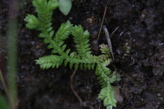 Selaginella ciliaris