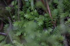 Selaginella ciliaris