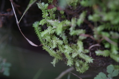 Selaginella ciliaris