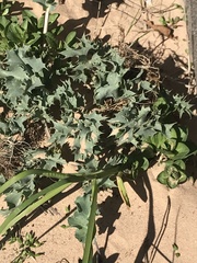 Eryngium maritimum
