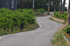 Phasianus colchicus formosanus