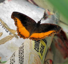 Eurytela dryope angulata