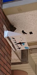 Hirundo rustica