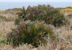 Chamaerops humilis