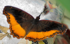 Eurytela dryope angulata