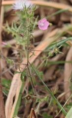 Malva cretica