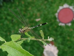 Orthetrum sabina