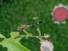 Orthetrum sabina