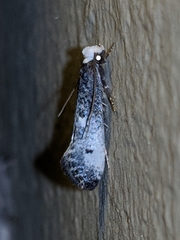 Tinea occidentella