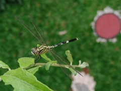 Orthetrum sabina