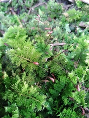 Thuidium laeviusculum