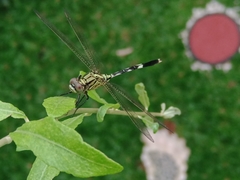 Orthetrum sabina