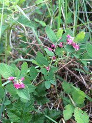 Symphoricarpos albus albus