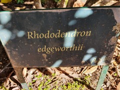 Rhododendron edgeworthii