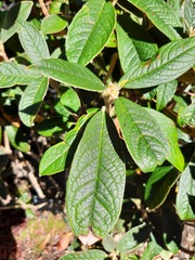 Rhododendron edgeworthii