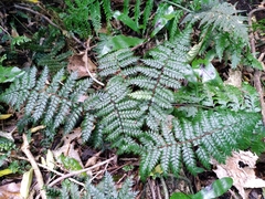 Polystichum silvaticum