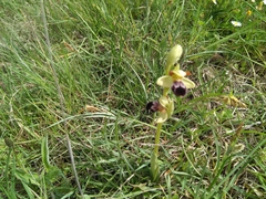 Ophrys fusca